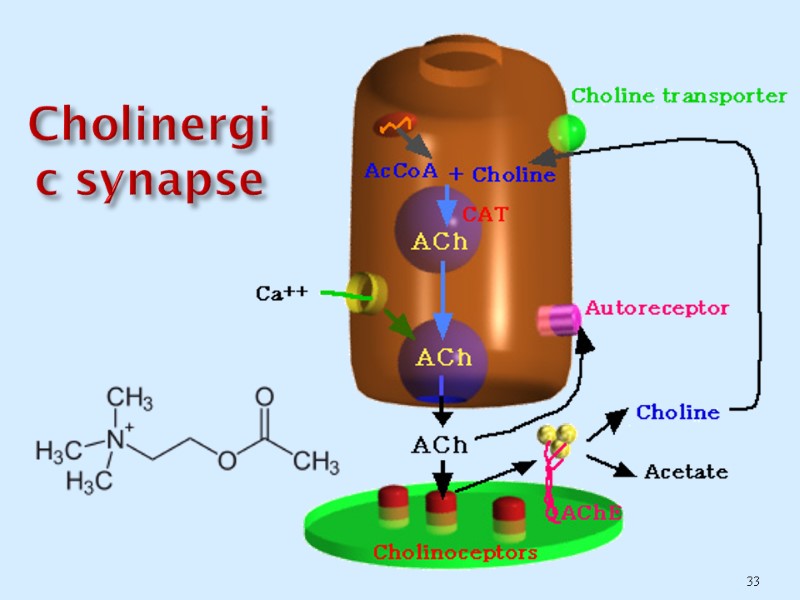 Cholinergic synapse 33